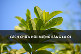 cách chữa hôi miệng bằng lá ổi
