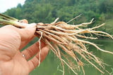 rễ cau chữa yếu sinh lý